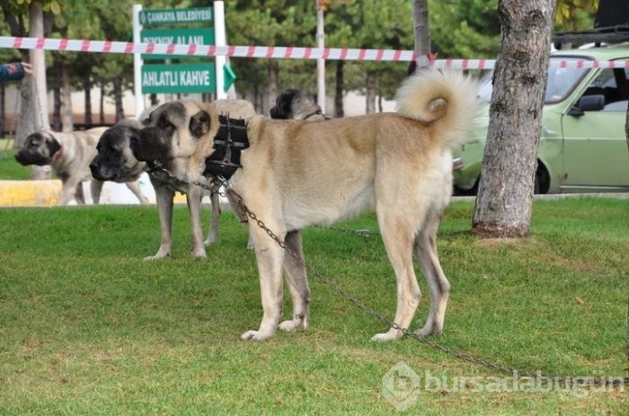 Çobanların güvencesi Kangal köpekleri