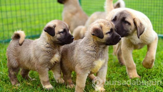 Çobanların güvencesi Kangal köpekleri