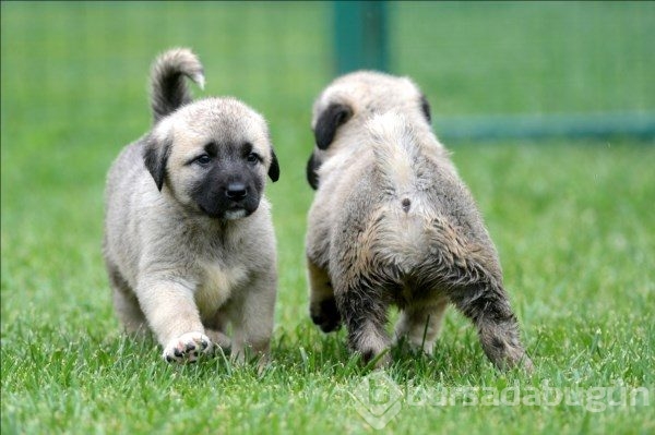 Çobanların güvencesi Kangal köpekleri