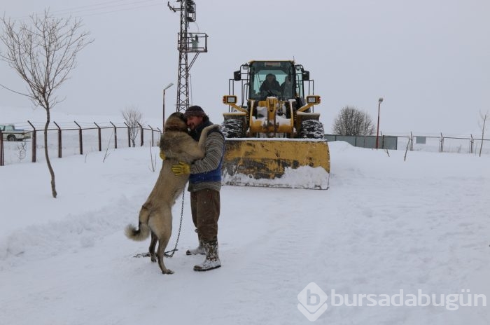 Çobanların güvencesi Kangal köpekleri