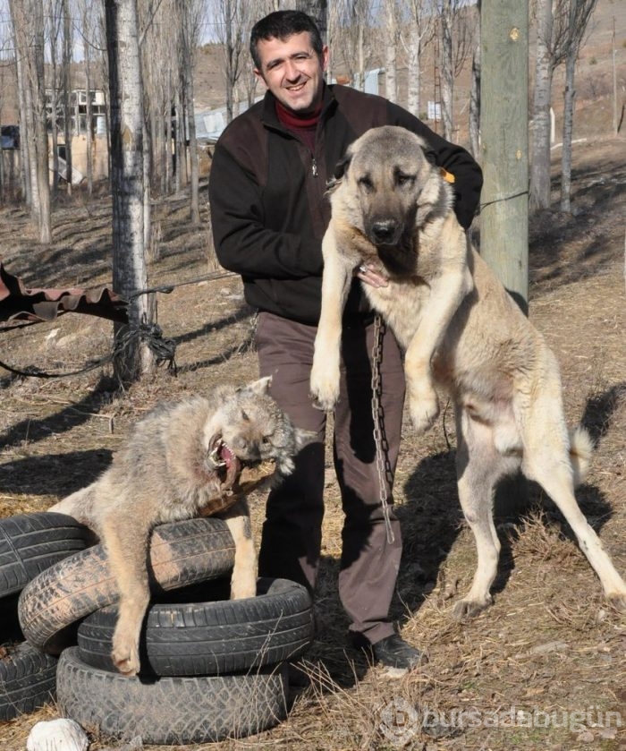 Çobanların güvencesi Kangal köpekleri