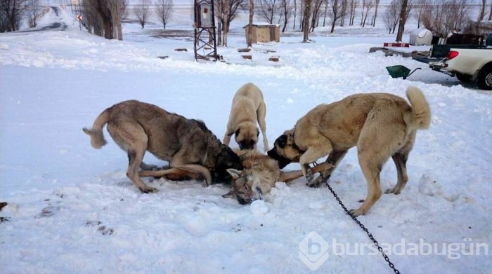 Çobanların güvencesi Kangal köpekleri