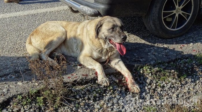 Çobanların güvencesi Kangal köpekleri