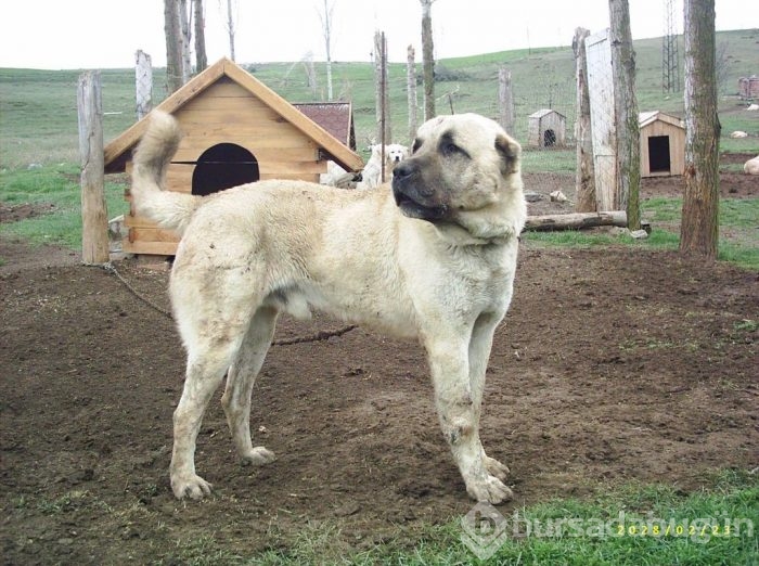 Çobanların güvencesi Kangal köpekleri