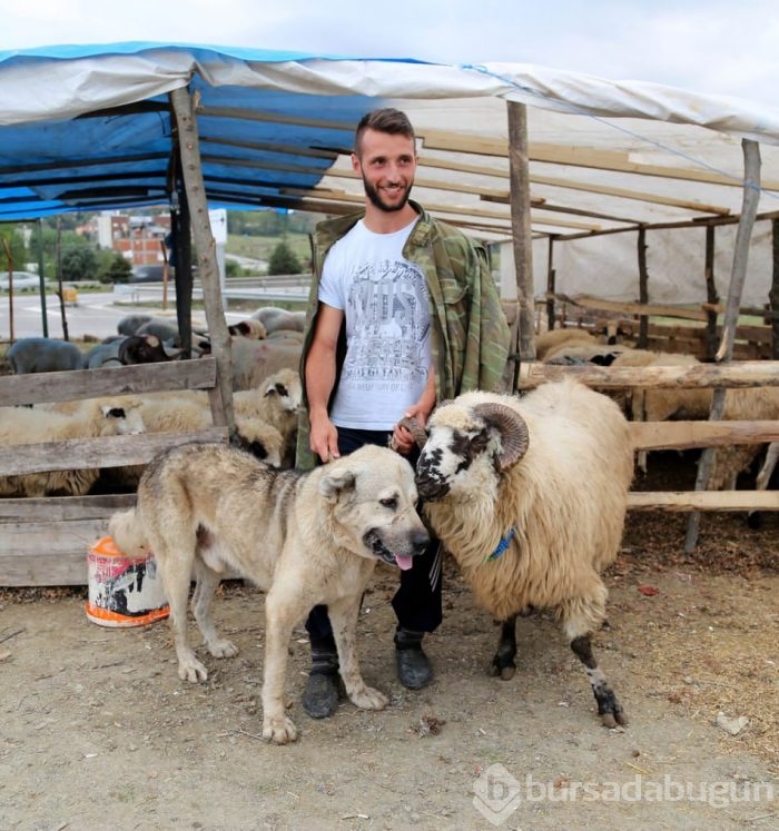 Çobanların güvencesi Kangal köpekleri