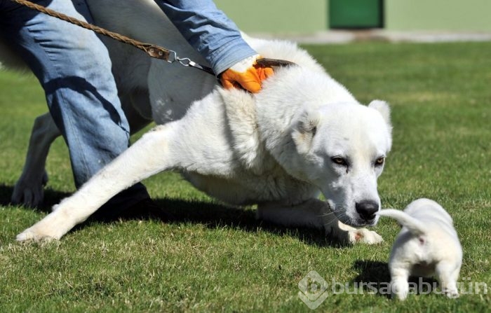 Çobanların güvencesi Kangal köpekleri