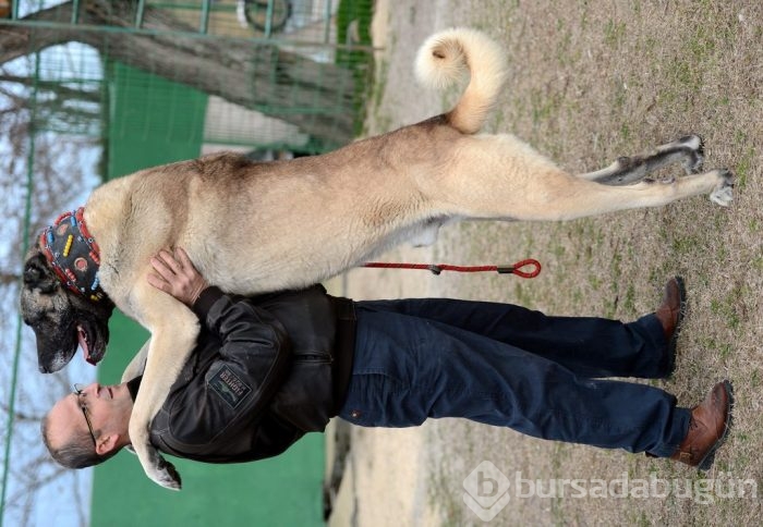 Çobanların güvencesi Kangal köpekleri