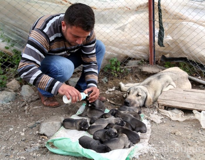 Çobanların güvencesi Kangal köpekleri
