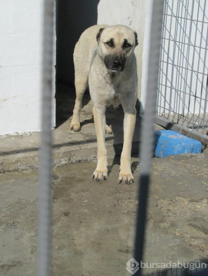Çobanların güvencesi Kangal köpekleri