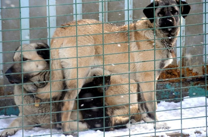 Çobanların güvencesi Kangal köpekleri