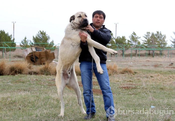 Çobanların güvencesi Kangal köpekleri