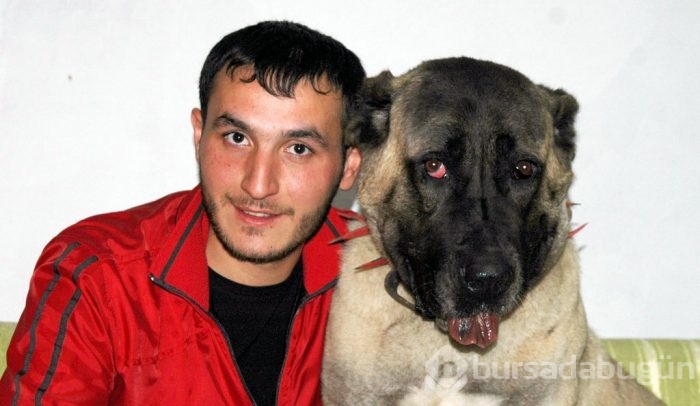 Çobanların güvencesi Kangal köpekleri