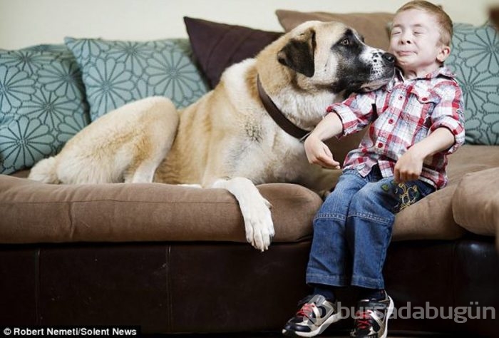Çobanların güvencesi Kangal köpekleri