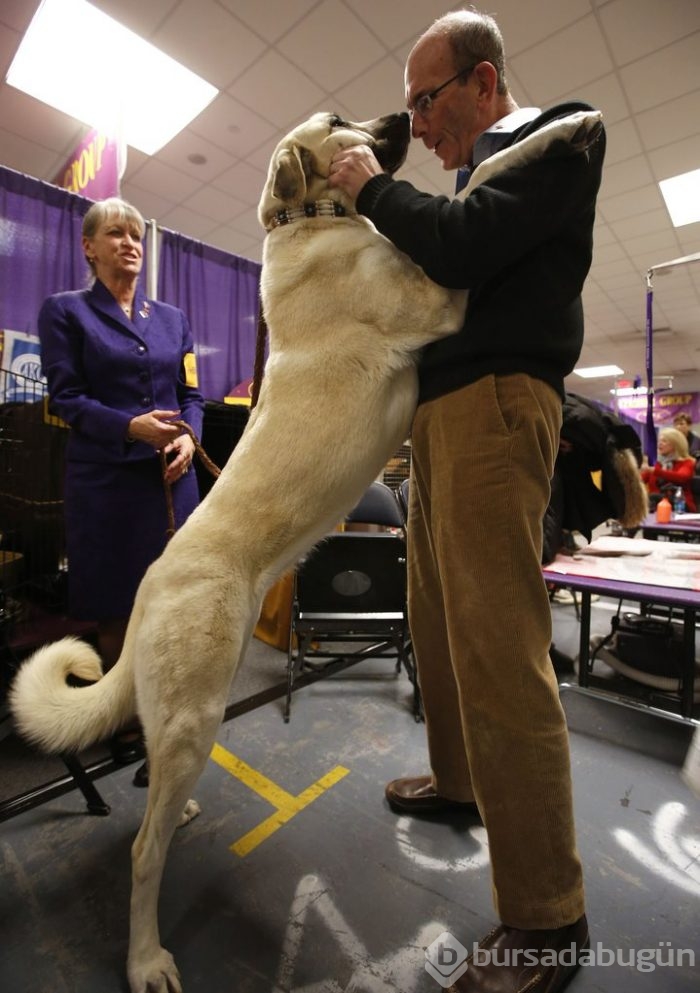 Çobanların güvencesi Kangal köpekleri