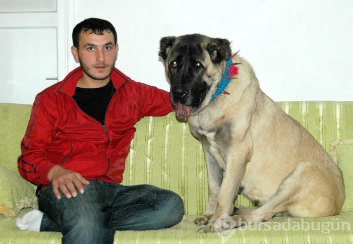 Çobanların güvencesi Kangal köpekleri