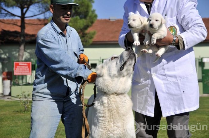 Çobanların güvencesi Kangal köpekleri
