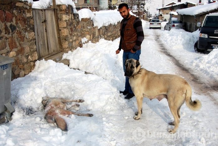 Çobanların güvencesi Kangal köpekleri