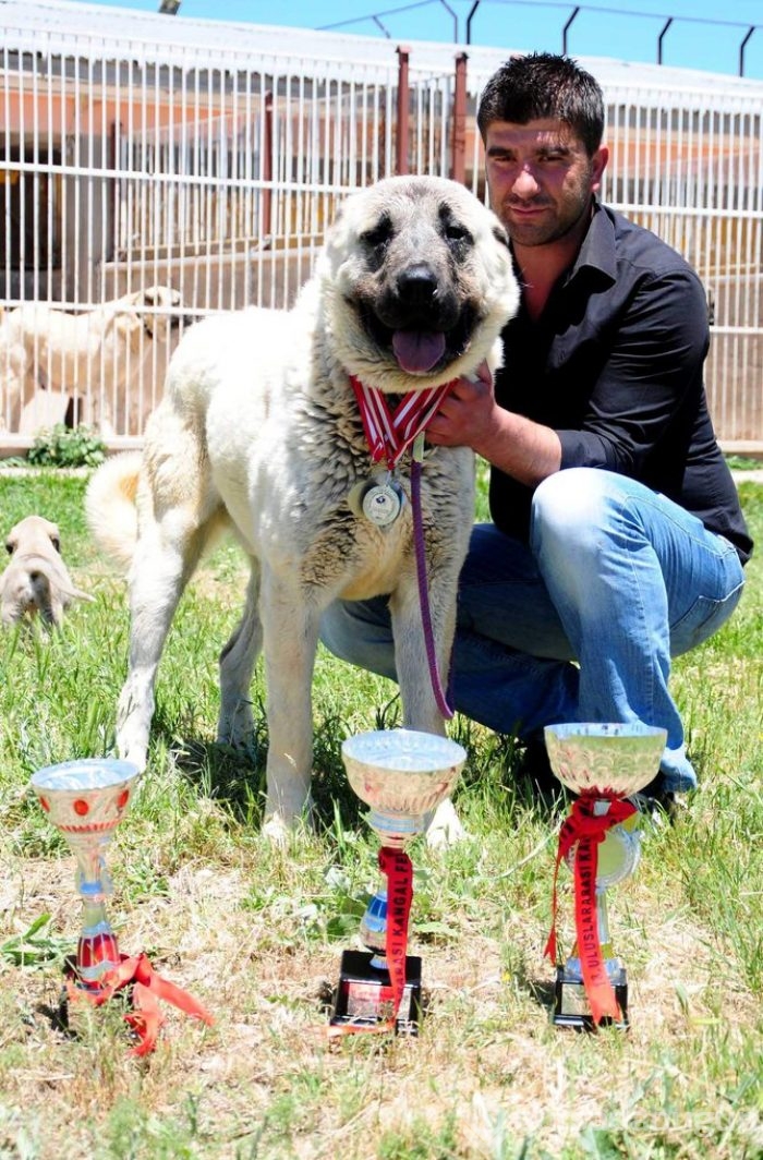 Çobanların güvencesi Kangal köpekleri