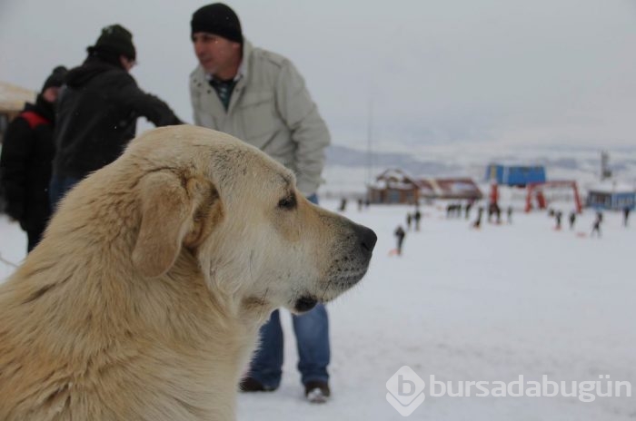 Çobanların güvencesi Kangal köpekleri