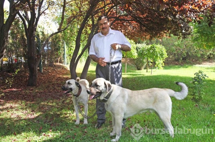 Çobanların güvencesi Kangal köpekleri