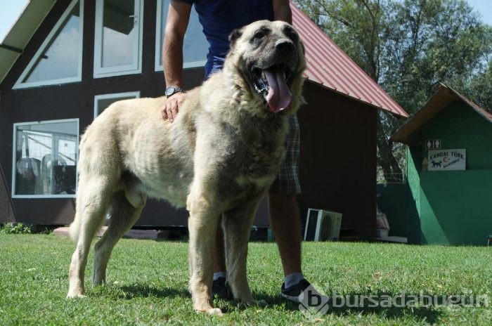 Çobanların güvencesi Kangal köpekleri