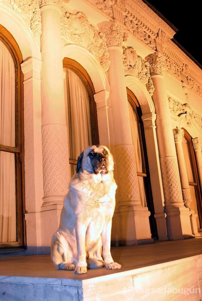 Çobanların güvencesi Kangal köpekleri