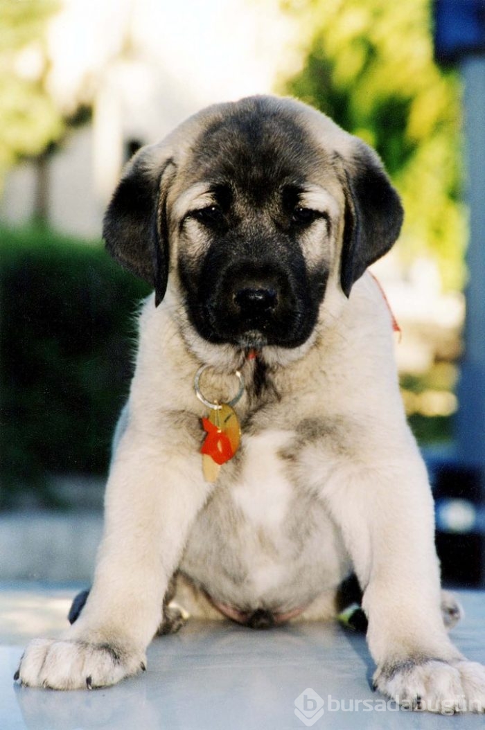 Çobanların güvencesi Kangal köpekleri