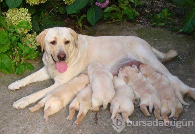 Çobanların güvencesi Kangal köpekleri