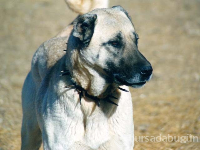 Çobanların güvencesi Kangal köpekleri