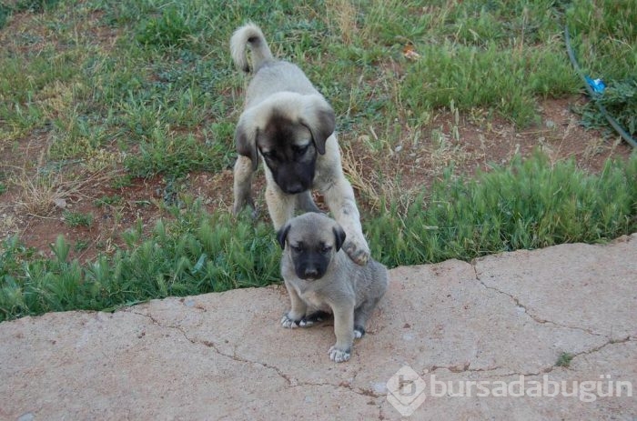 Çobanların güvencesi Kangal köpekleri