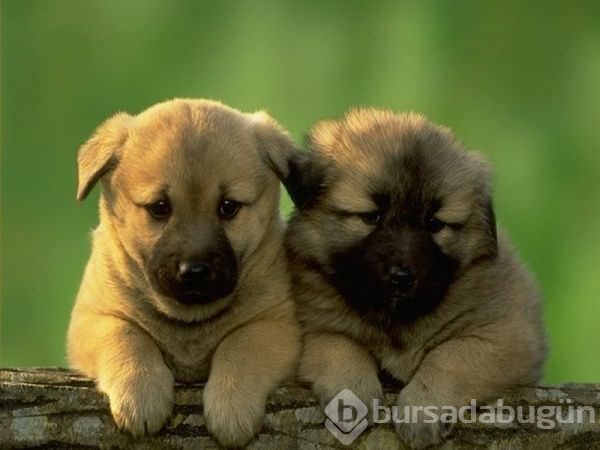 Çobanların güvencesi Kangal köpekleri