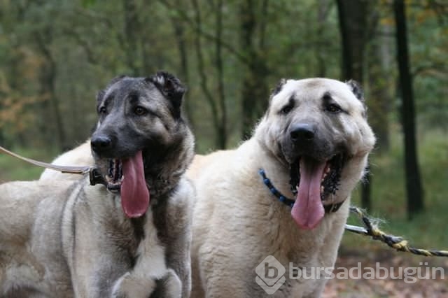 Çobanların güvencesi Kangal köpekleri