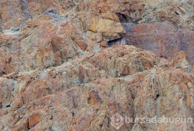 Onları görebilmek neredeyse imkansız