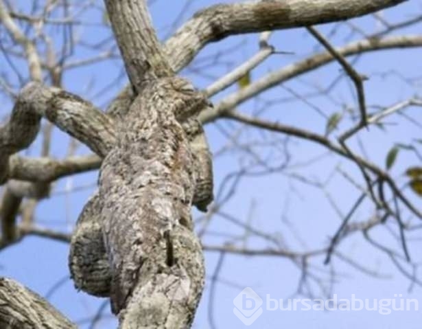 Onları görebilmek neredeyse imkansız