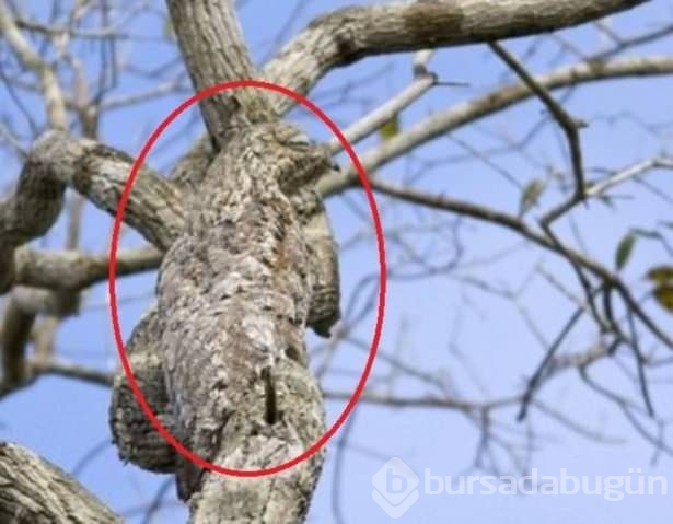 Onları görebilmek neredeyse imkansız