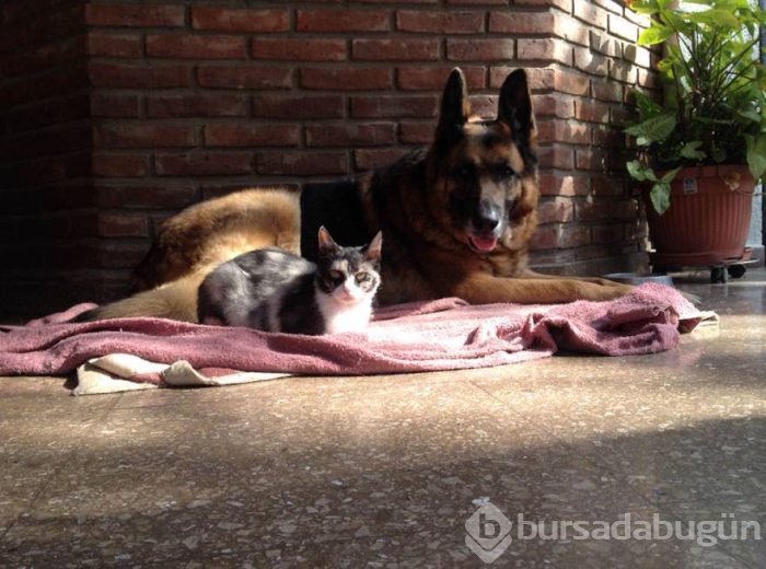 Baş döndüren kareler
