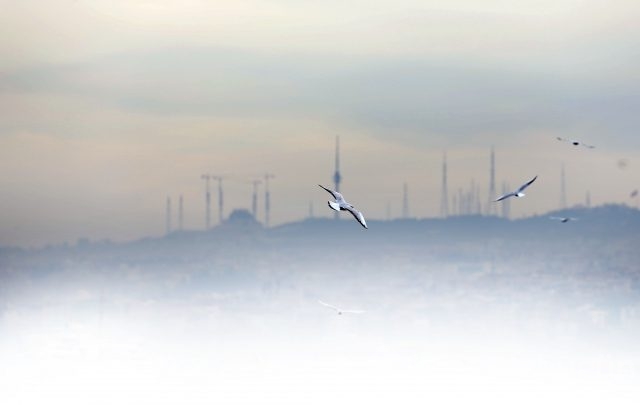İstanbul Boğazı'nda kuşların ahengi