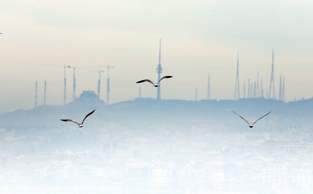 İstanbul Boğazı'nda kuşların ahengi