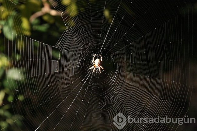 Hiç merak ettiniz mi?