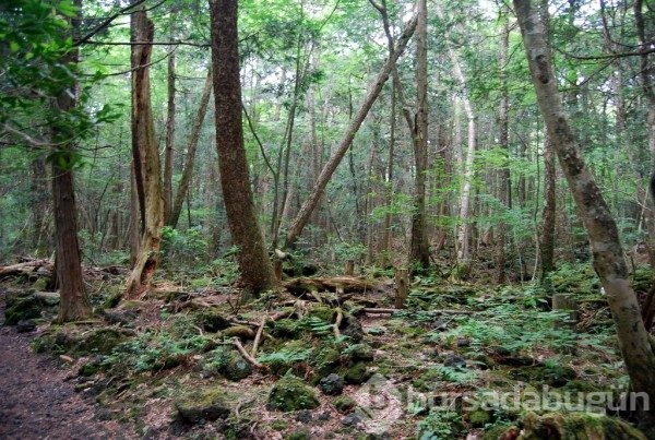 Aokigahara ormanının ürküten hikayesi