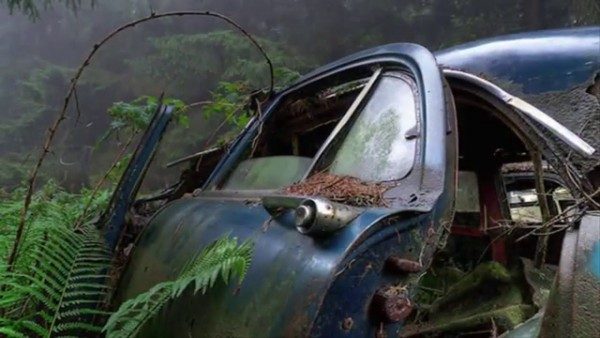 Aokigahara ormanının ürküten hikayesi