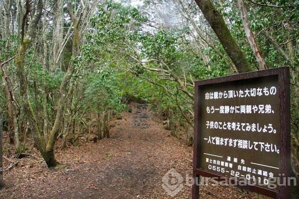 Aokigahara ormanının ürküten hikayesi