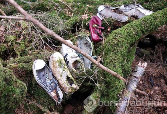 Aokigahara ormanının ürküten hikayesi