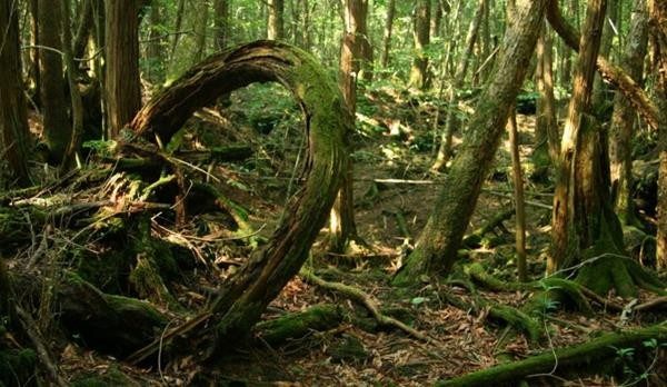 Aokigahara ormanının ürküten hikayesi