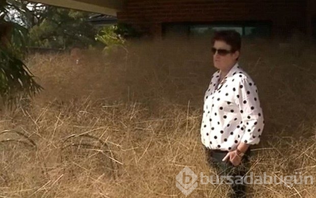 Hızla büyüyen çalılar halkın başına bela oldu