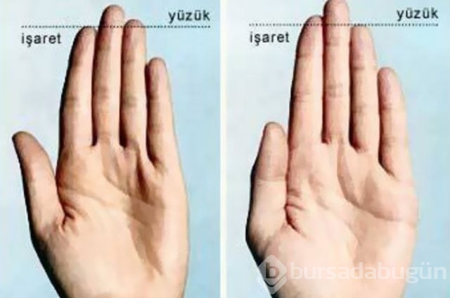 Organların büyüklüğü bakın neleri etkiliyor	
