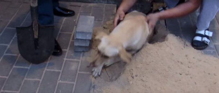 Dünyada iyiliğin varolduğunu kanıtlayan 26 Kişi
