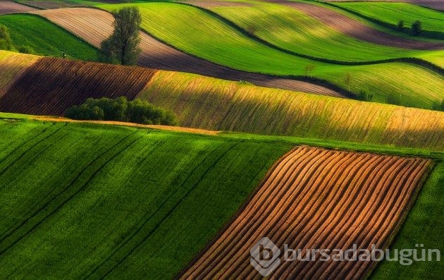 15 fotoğrafla &#8203;Polonya'nın muhteşem tarlaları