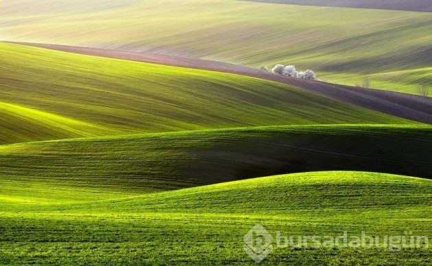 15 fotoğrafla &#8203;Polonya'nın muhteşem tarlaları