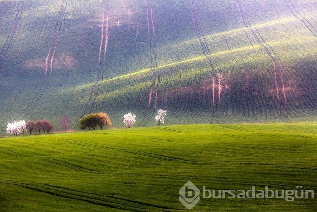 15 fotoğrafla &#8203;Polonya'nın muhteşem tarlaları